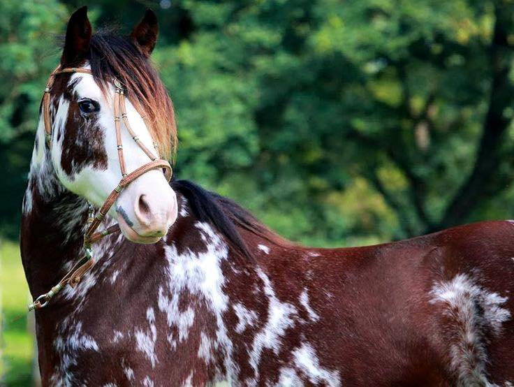 criollo horses for sale